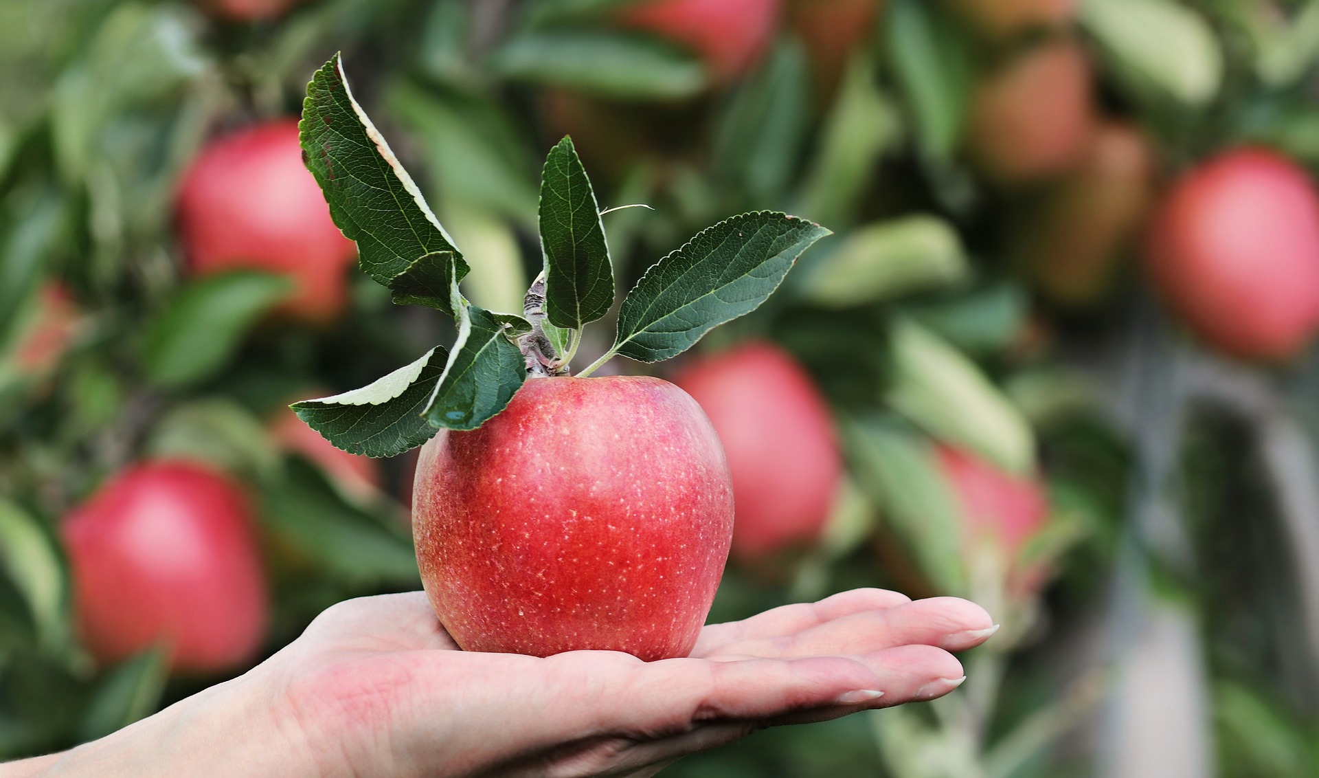 Are You Getting Enough Quercetin in Your Diet?